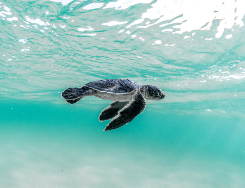 Symbolic Clothing: Discover the powerful meaning behind IOAK Studio's sea turtle symbol and how it represents perseverance, purpose, identity and the journey.